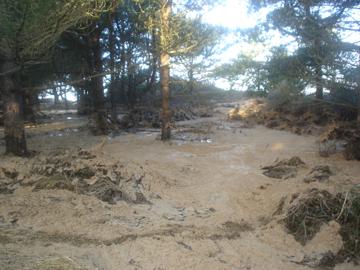 The Firs after the flood
