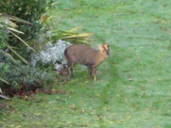 Muntjac deer in garden