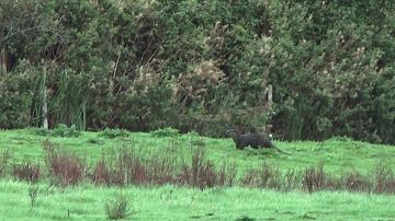Otter in Holme-next-the-Sea