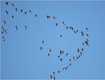 A skein of Pink Footed Geese