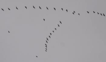 More Pink Footed Geese