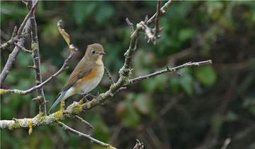 Red-flanked Bluetail
