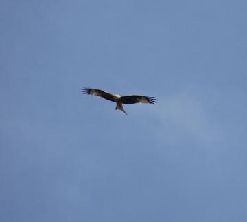 Red Kite