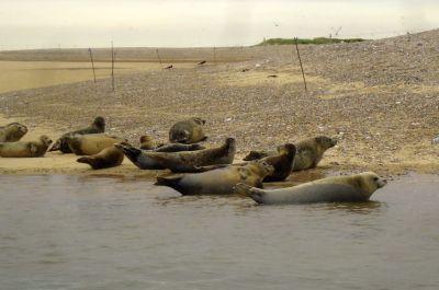 The seals at Blakeney Point