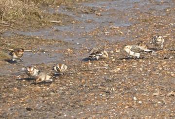 Snow Buntings on the beach at Holme-next-the-Sea