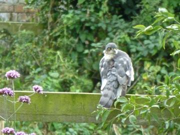 Juvenile Sparrowhawk