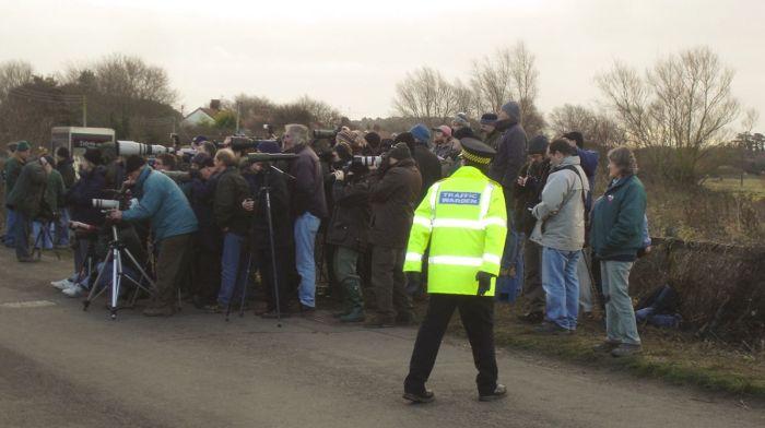 The 'twitch' for the White-crowned Sparrow at Cley-next-the-Sea January 2008