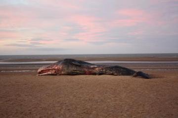 Sperm whale washed up