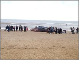 Sperm whale washed up