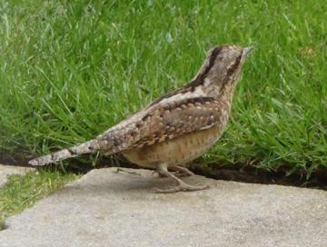 Eurasian Wryneck showing zygodactyl feet