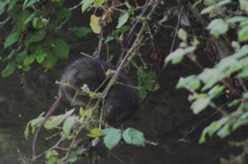 Water Vole in the River Hun