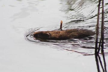 Water Vole in the River Hun
