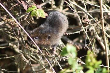 Water Vole in the River Hun