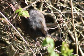 Water Vole in the River Hun