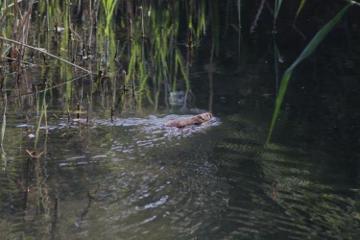 Water Vole in the River Hun