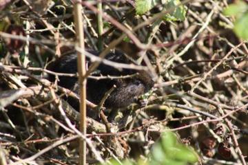 Water Vole in the River Hun