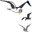 Decorative gulls illustration