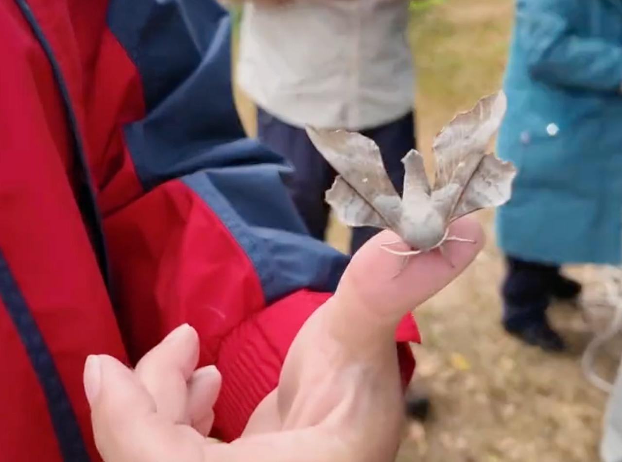 A moth resting on the tip of a finger