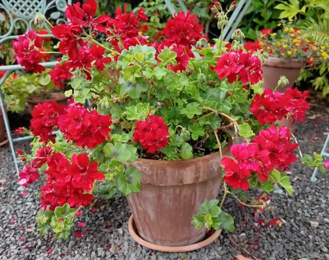 A terracotta pot of deep red pelargoniums