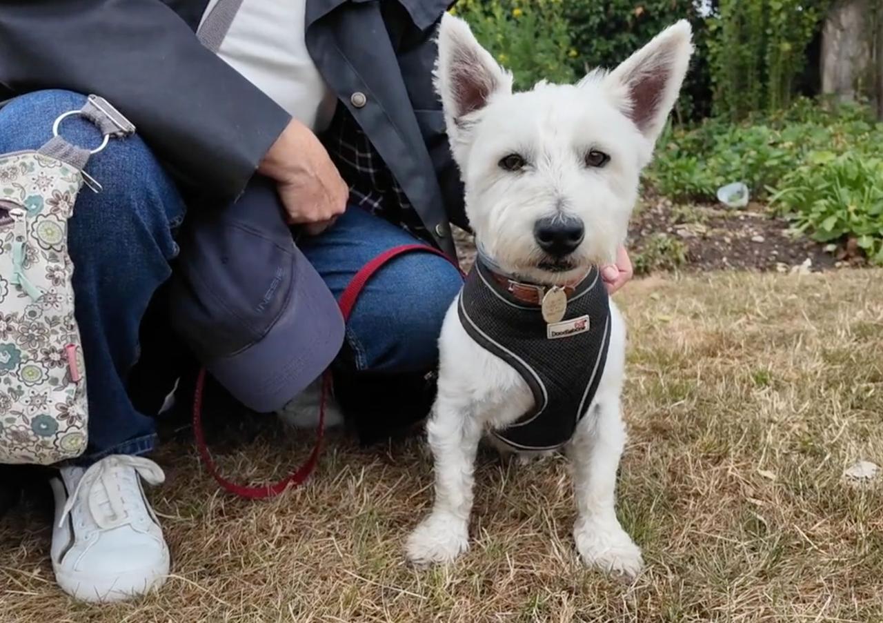 A West Highland terrier standing beside its owner on the grass
