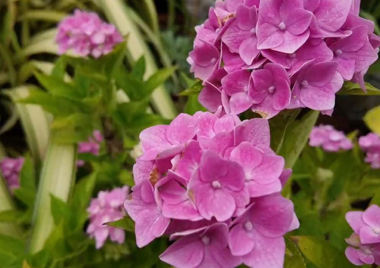 Pink hydrangea flowers in close-up