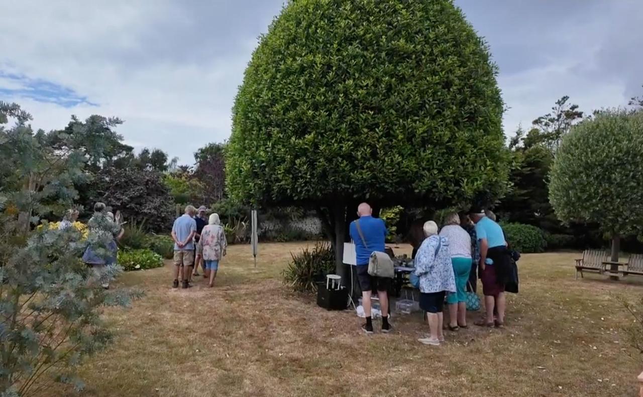 Visitors gathered beneath a large clipped tree