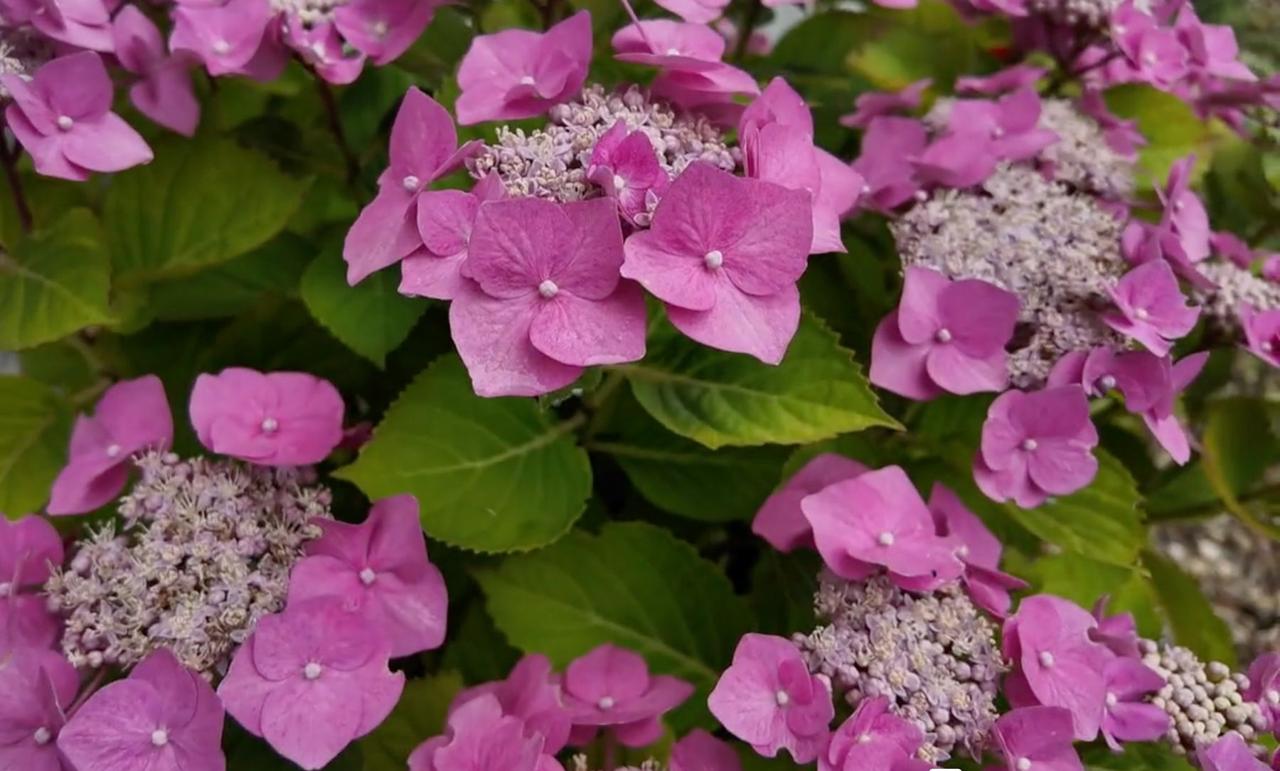Pink lacecap hydrangea flowers