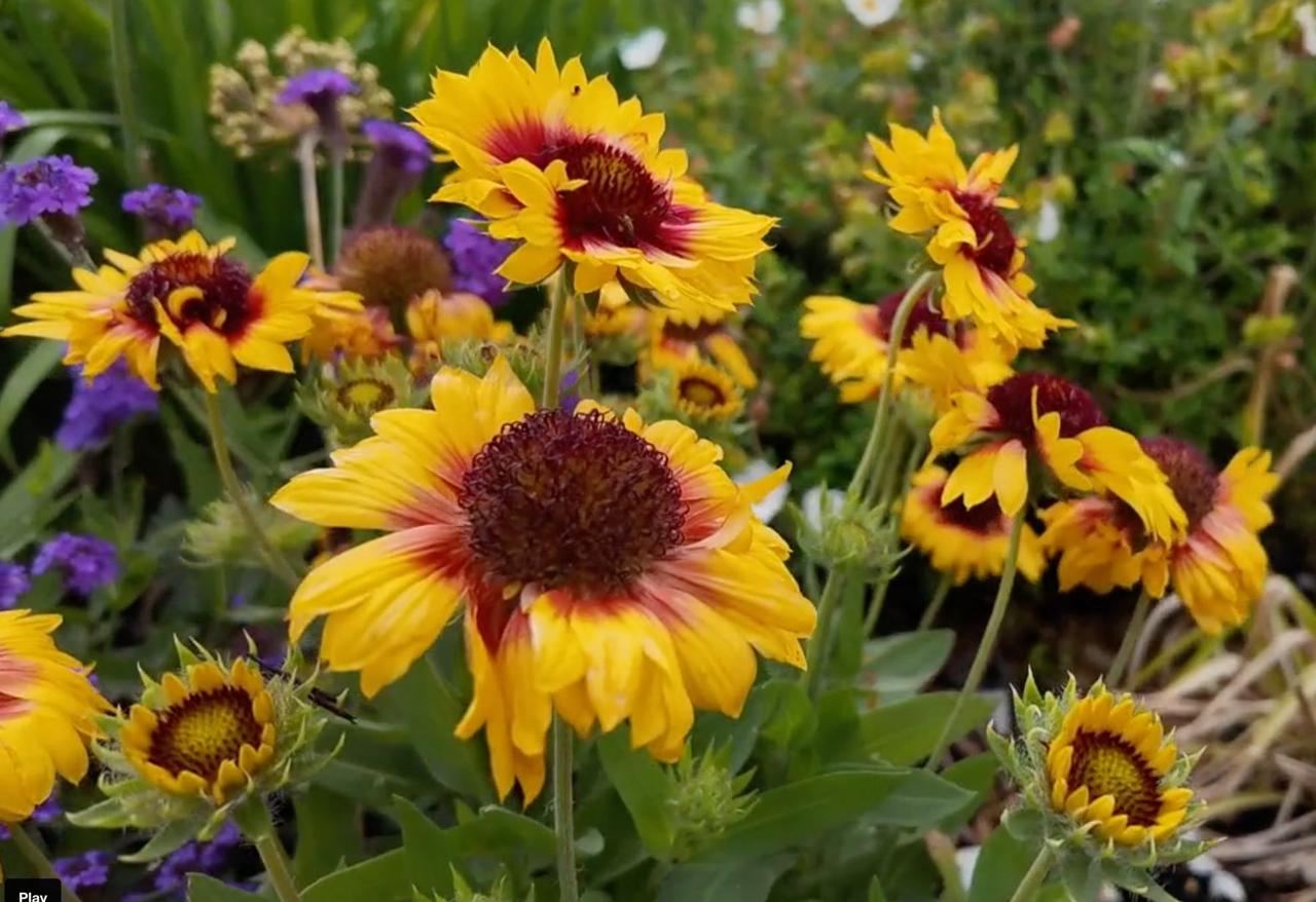 Yellow and red gaillardia blanket flowers