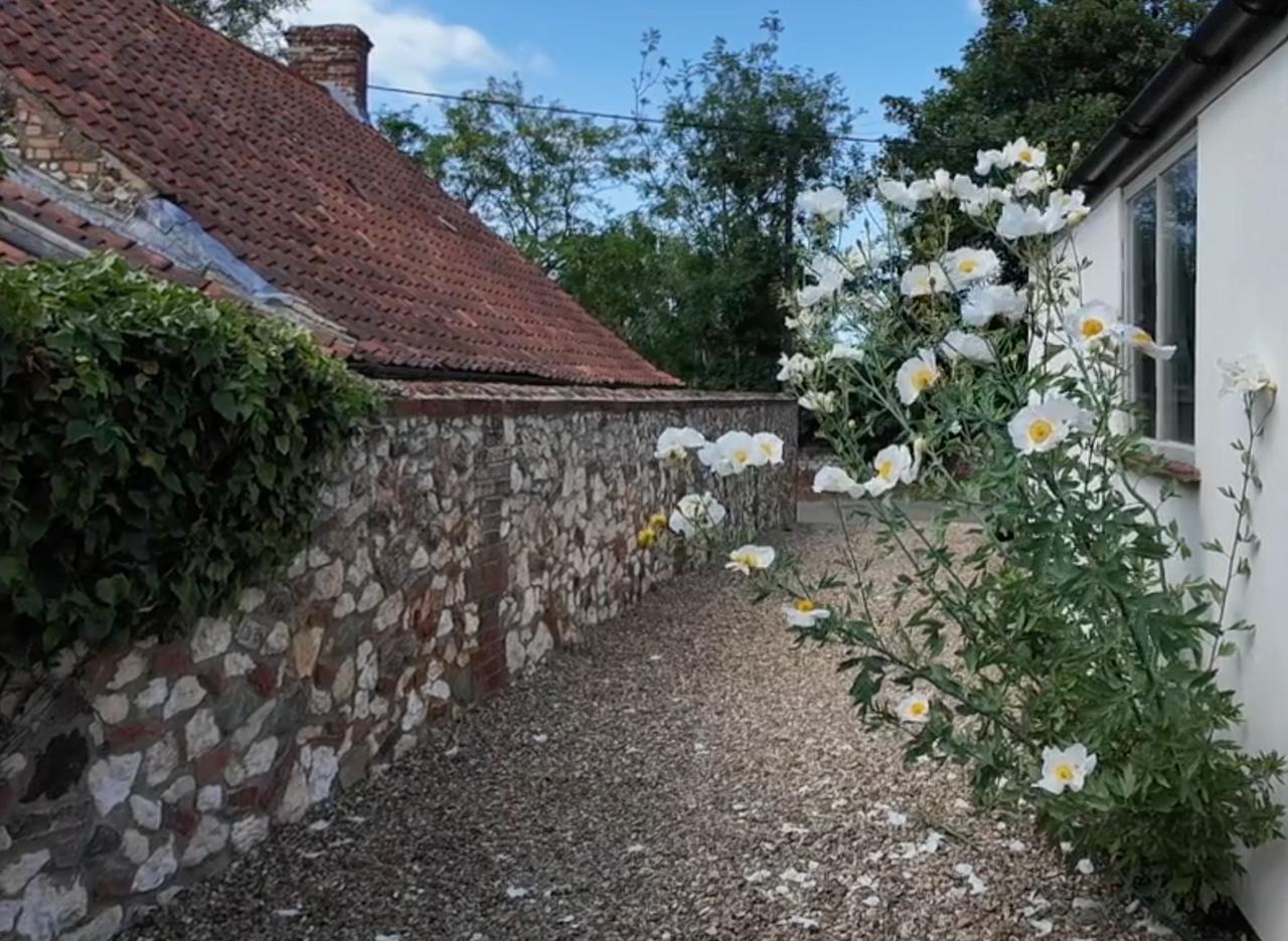 White tree poppies beside a flint wall and gravel path