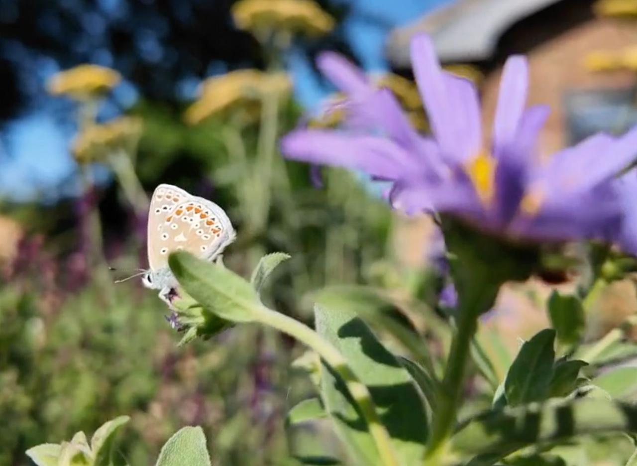 A small butterfly resting on a purple flower