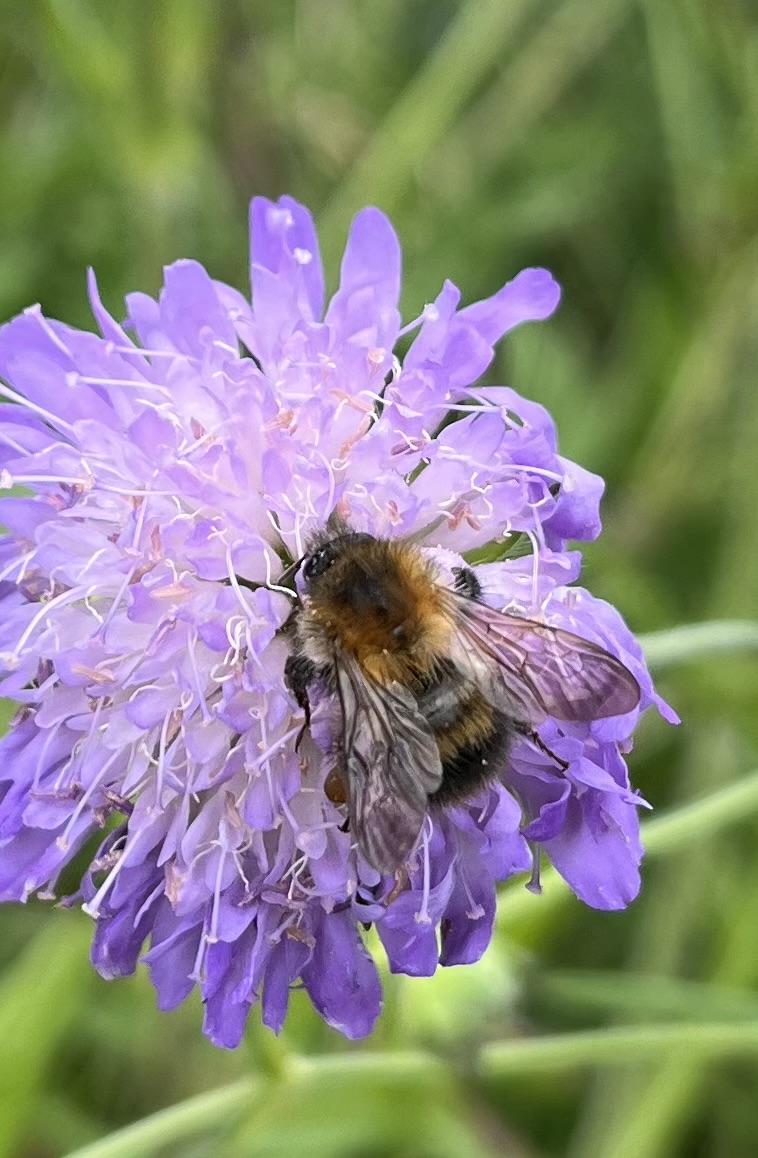 A bee gathering pollen on a purple field scabious flower