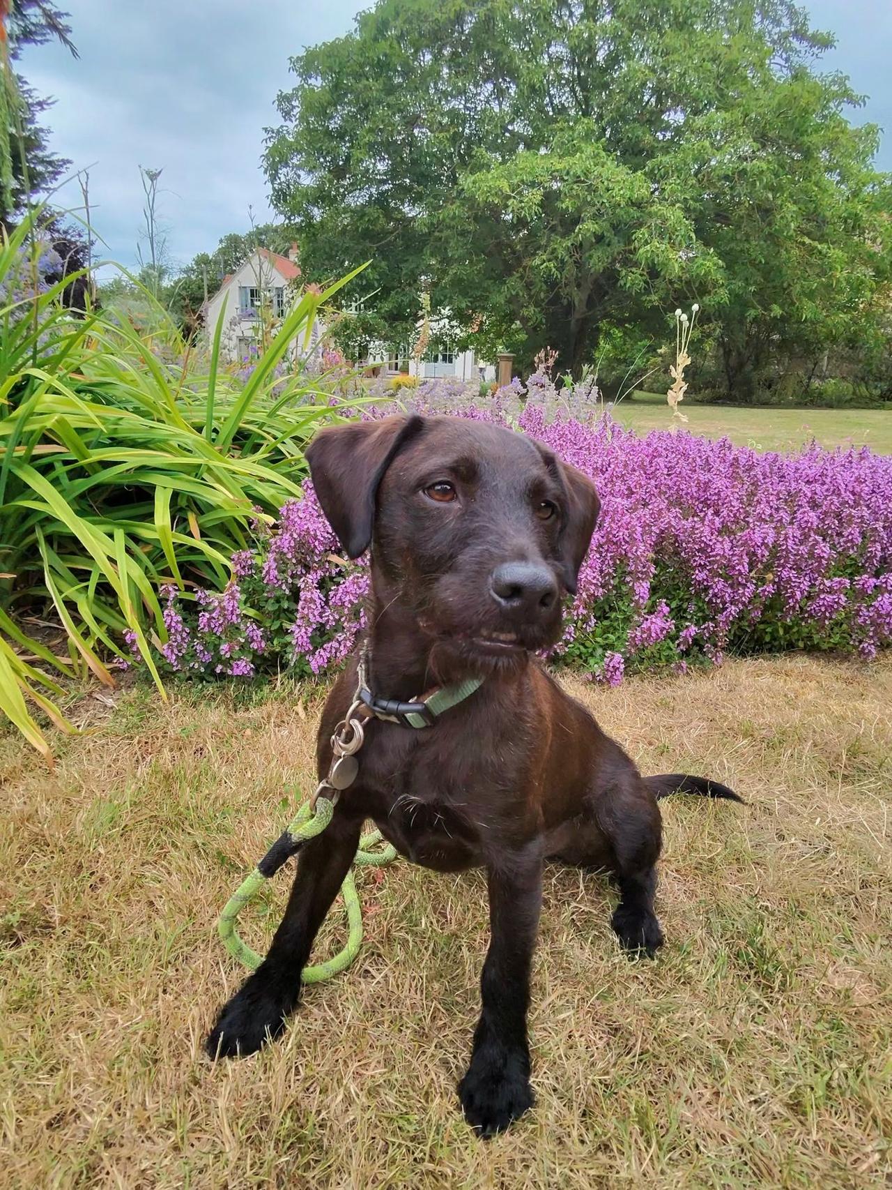 A chocolate labrador puppy sitting on the grass in front of a purple flower border